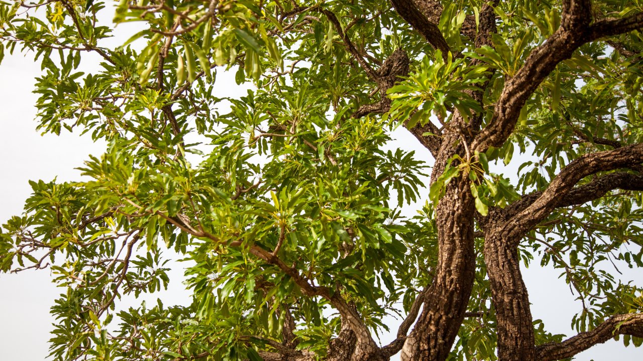 THE SILENT DEATH OF NORTHERN GHANA’S GREEN GOLD